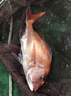 知り合いの船で明石タイ狙い