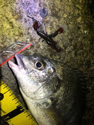 ゴールデンウィーク最後はチニング