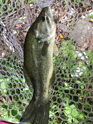 まさかのゲスト