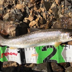 イトウ狙いが・・・