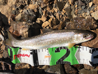 イトウ狙いが・・・