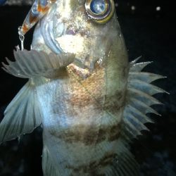 ナイトメバリング