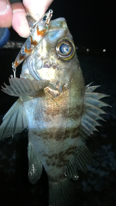 ナイトメバリング