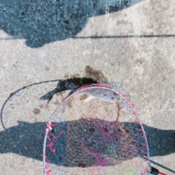 ただ巻きでも釣れました！