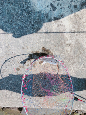 ただ巻きでも釣れました！