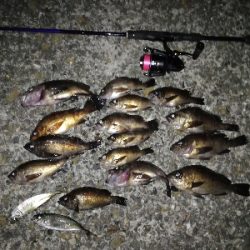 帰省メバリング♪