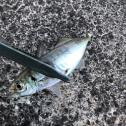 深夜 早朝アジング