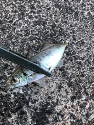 深夜 早朝アジング