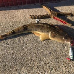 メタルジグでフラット祭り