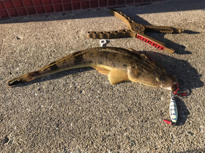 メタルジグでフラット祭り