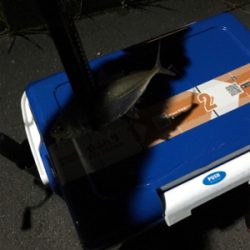 ナイトアジング