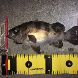 数釣りライトゲーム