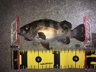 数釣りライトゲーム