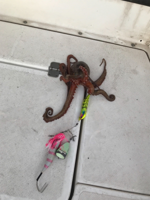 タコ  鯛  二本立て