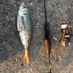 短時間アジング