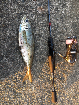 短時間アジング