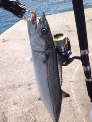 追い風が強い中での釣行