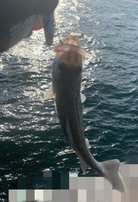 爆風向かい風、締めの一投で♫