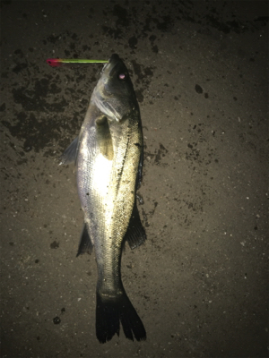 どうしても行きたくて