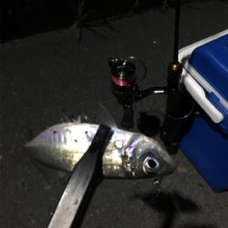 ナイトアジング