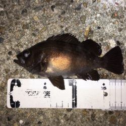 漁港で数釣りメバリング