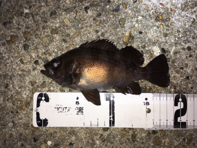 漁港で数釣りメバリング