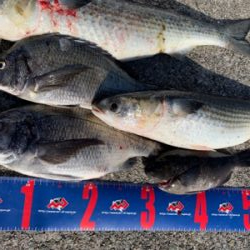 神戸沖堤防 チヌフカセ