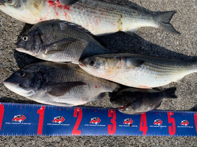 神戸沖堤防 チヌフカセ