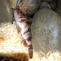 恒例出勤前短時間浅場釣行