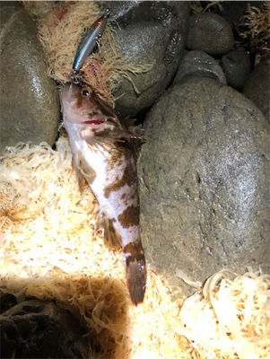 恒例出勤前短時間浅場釣行