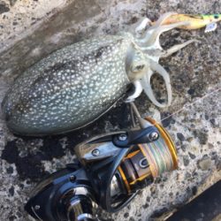 サクッとコウイカ