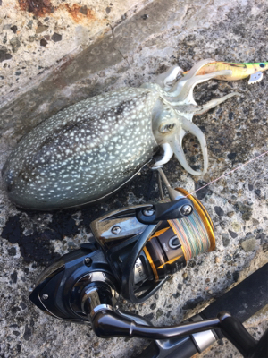 サクッとコウイカ