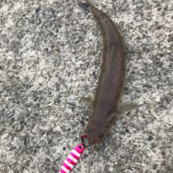 エソからの〜エソ