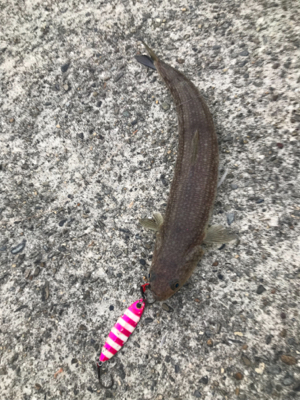 エソからの〜エソ