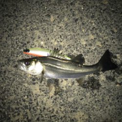 令和第1号やっと釣れた