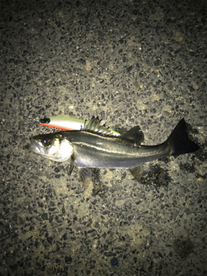 令和第1号やっと釣れた