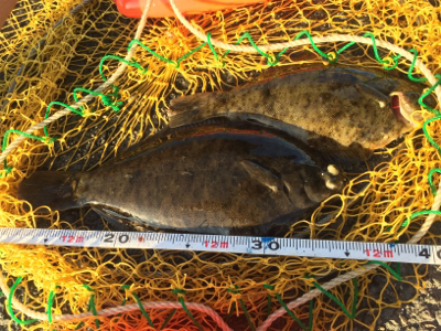 久しぶりの場所でカレイ釣り