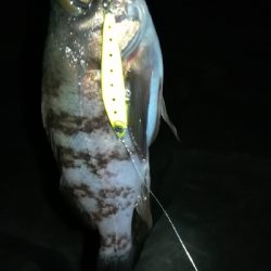 ナイトプラッギング