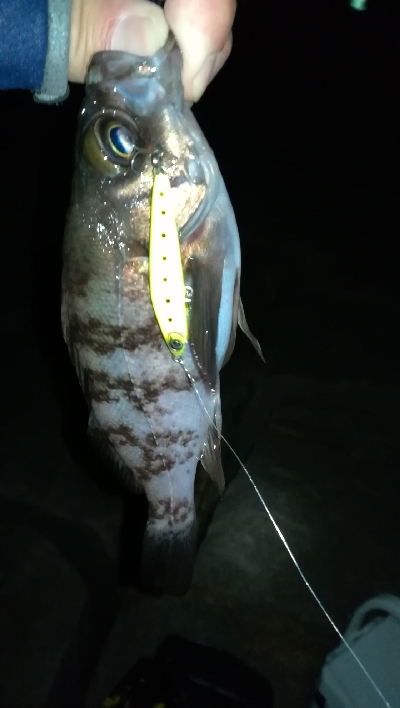 ナイトプラッギング