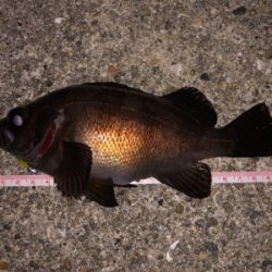 快適メバリング