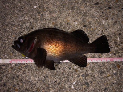 快適メバリング