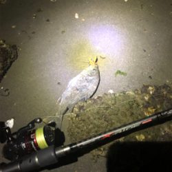 よく釣れました。