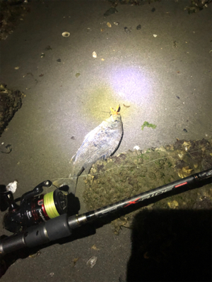 よく釣れました。