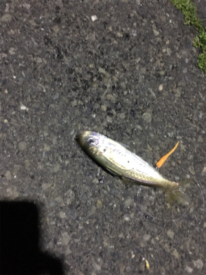 ナイトアジング