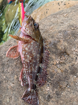 自磯に渡ってジグで根魚