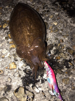 夕まずめ春イカ