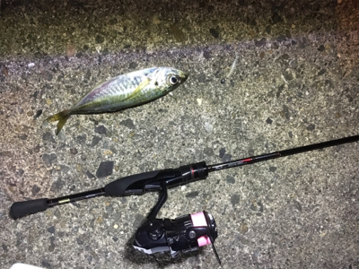 短時間アジング