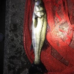 サクっとシーバス