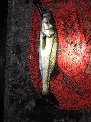 サクっとシーバス