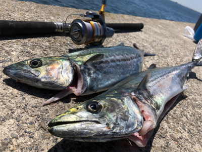 神戸沖堤、サゴシ襲来